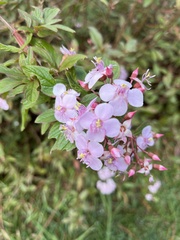 Heterocentron subtriplinervium