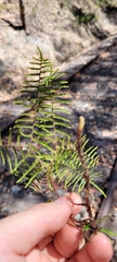 Gleichenia microphylla