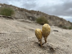 Podaxis pistillaris