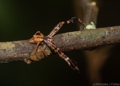 Stephanopis barbipes