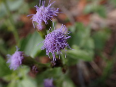 Praxelis clematidea