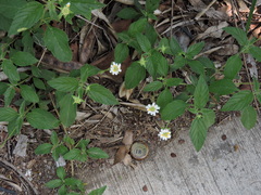 Lantana achyranthifolia