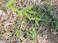 Cocculus diversifolius