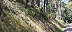 Gleichenia microphylla