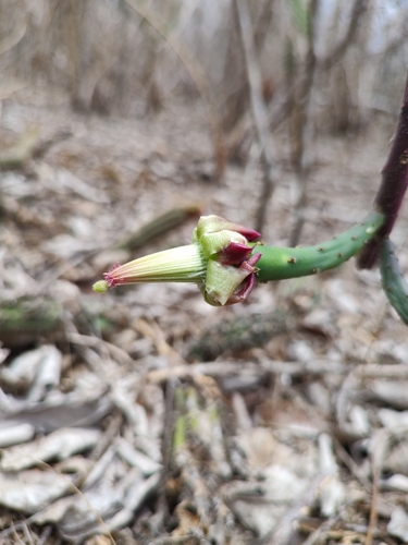 Tacinga funalis (Tacinga funalis)