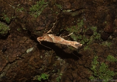 Pyroderces