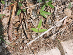 Cocculus diversifolius