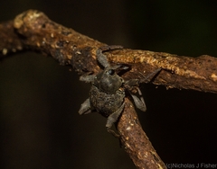 Onidistus araneus