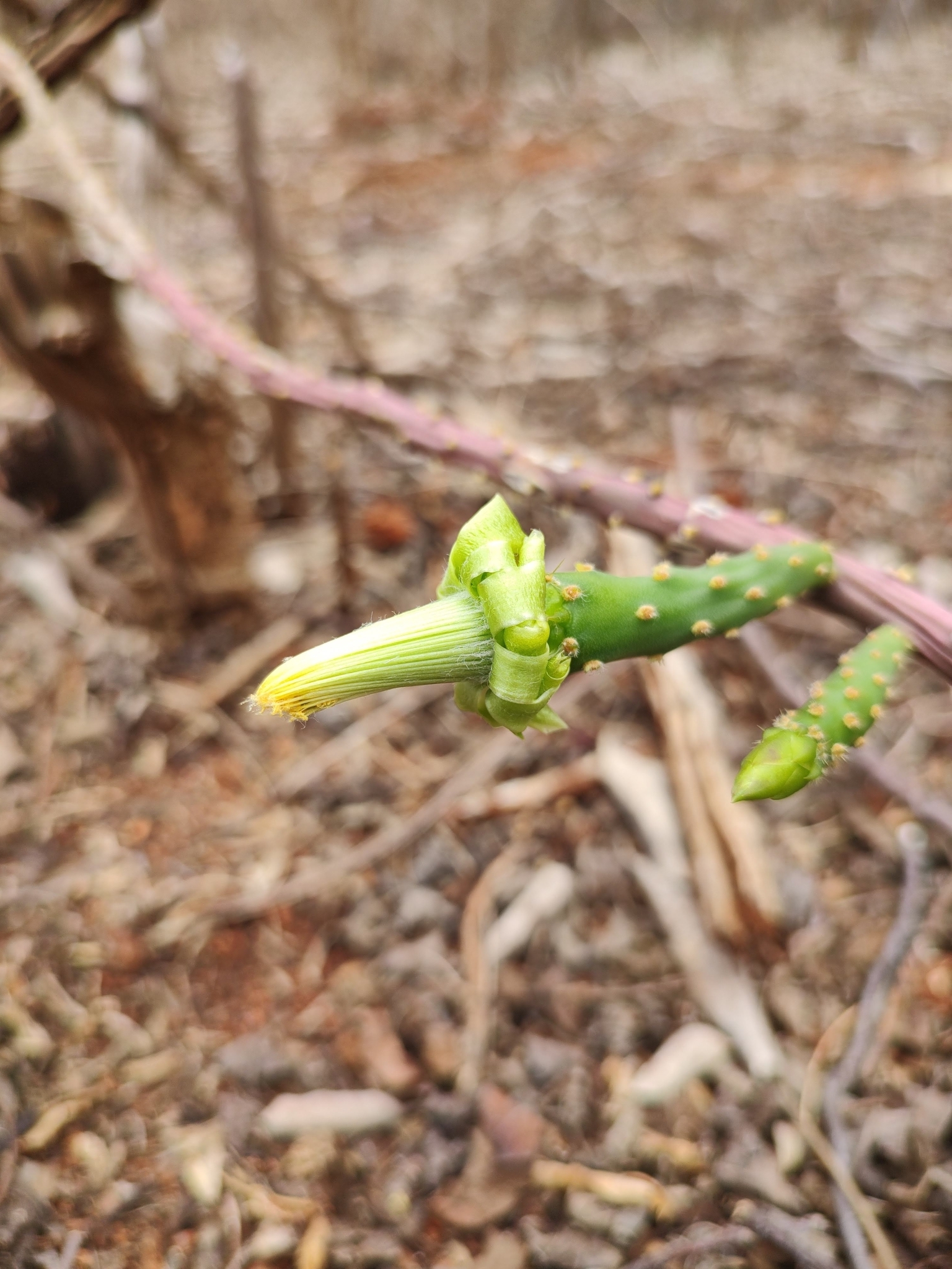 Tacinga funalis