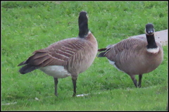 Branta hutchinsii leucopareia