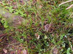 Poa matthewsii