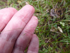 Poa matthewsii