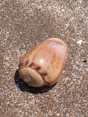 Olivancillaria urceus