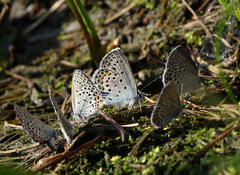 Plebejus idas cleobis