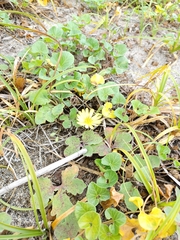 Ixeris repens