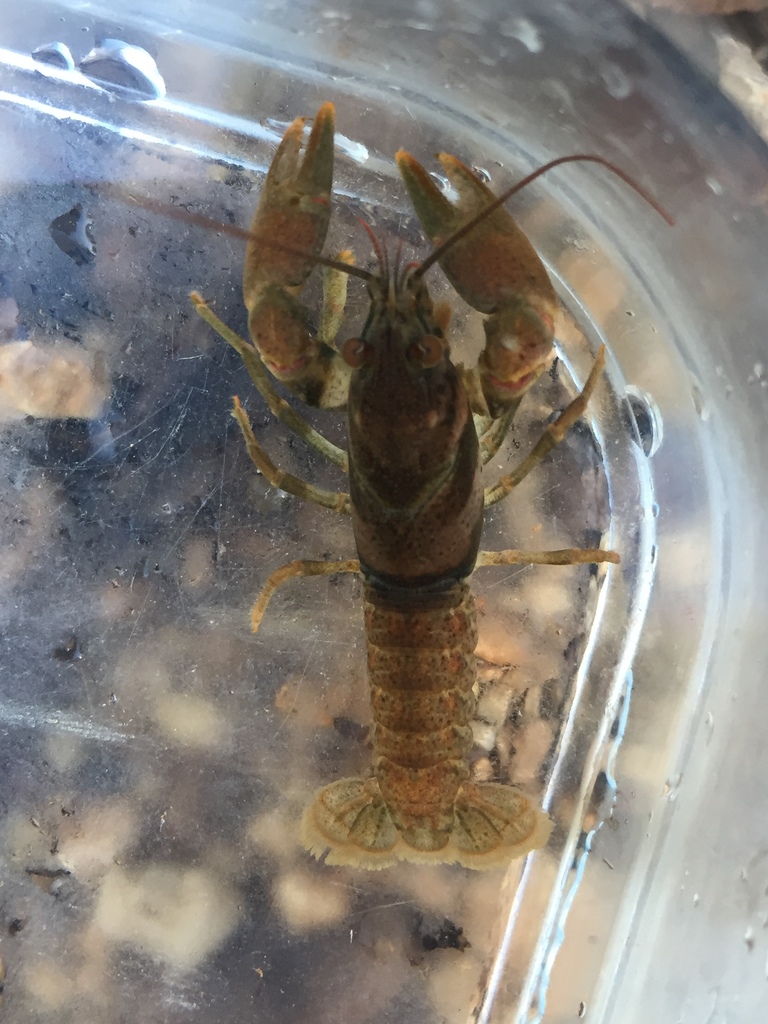 Slender Crayfish (Crayfishes of Alabama) · iNaturalist