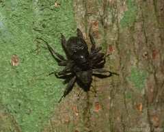 Onidistus araneus