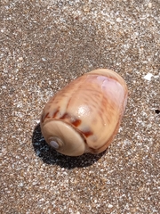 Olivancillaria urceus