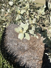 Glochidion harveyanum