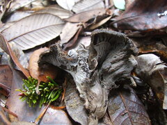 Craterellus cinereus