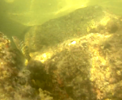 Halichoeres notospilus