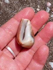 Olivancillaria urceus