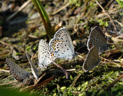 Plebejus idas cleobis