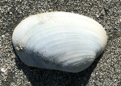 Venerupis galactites