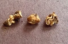 Hydnotrya variiformis