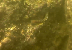 Halichoeres notospilus