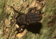 Nechyrus incomptus