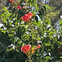 Campsis radicans