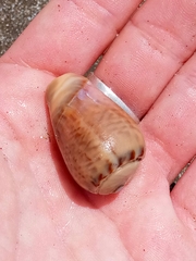 Olivancillaria urceus