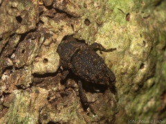 Nechyrus incomptus