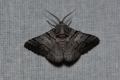 Hypobapta diffundens