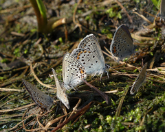 Plebejus idas cleobis