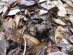 Craterellus cinereus