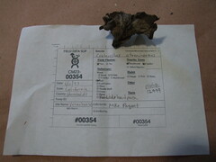 Craterellus cinereus