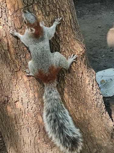 Red-bellied Squirrel, Centro, 06050 Ciudad de México, CDMX, México, photo 10 of 10