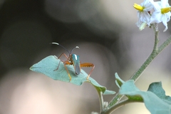 Lucullia flavovittata