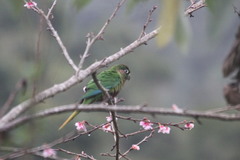 Pyrrhura frontalis