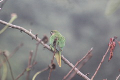 Pyrrhura frontalis