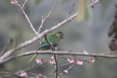Pyrrhura frontalis