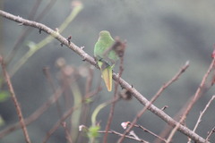 Pyrrhura frontalis