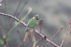 Pyrrhura frontalis