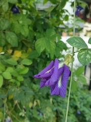 Clitoria ternatea