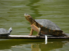 Trachemys callirostris