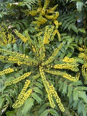 Berberis × hortensis