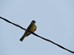 Tyrannus melancholicus