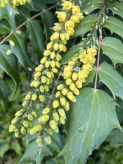 Berberis × hortensis